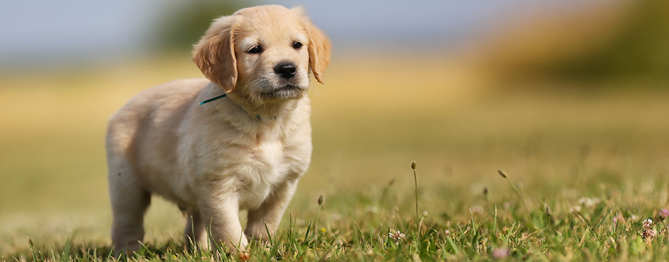 Golden retriever