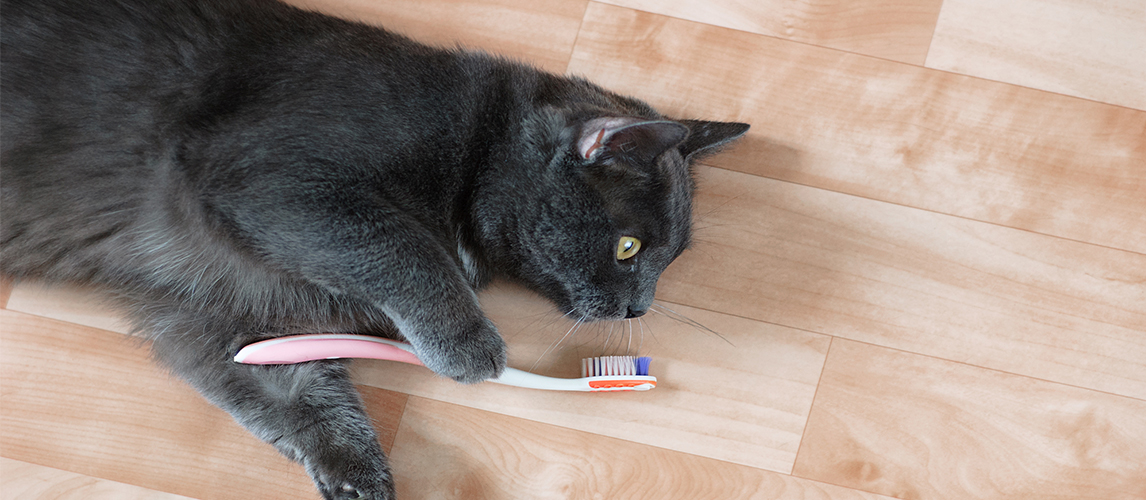 Gray cat lying on the floor with a toothbrush