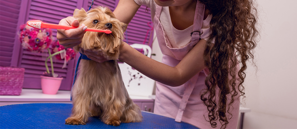 Groomer brushing dog's teeth