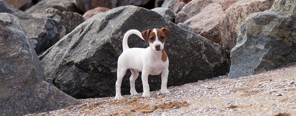 Jack Russell Terrier