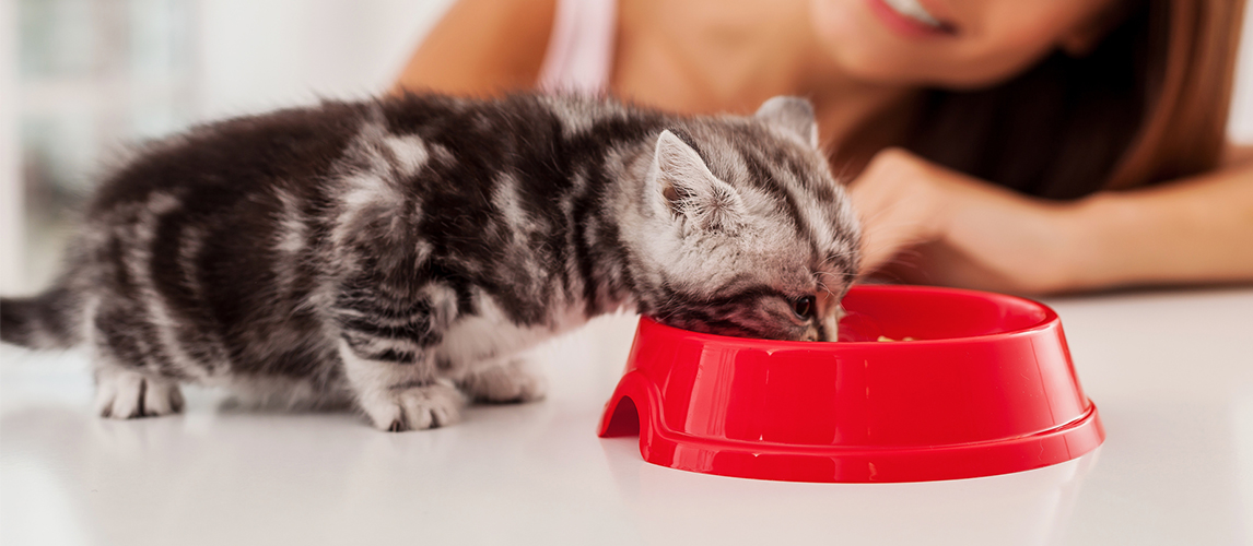 Kitten eating food 