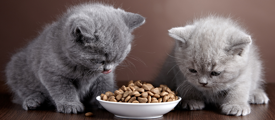 Kittens eating