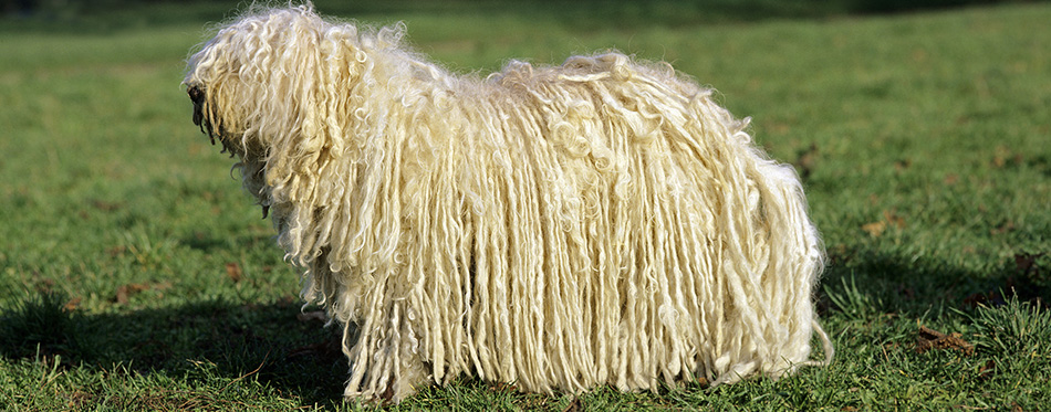 Komondor