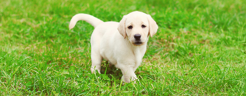 Labrador Retriever 