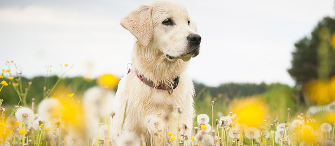 Labrador in flowers