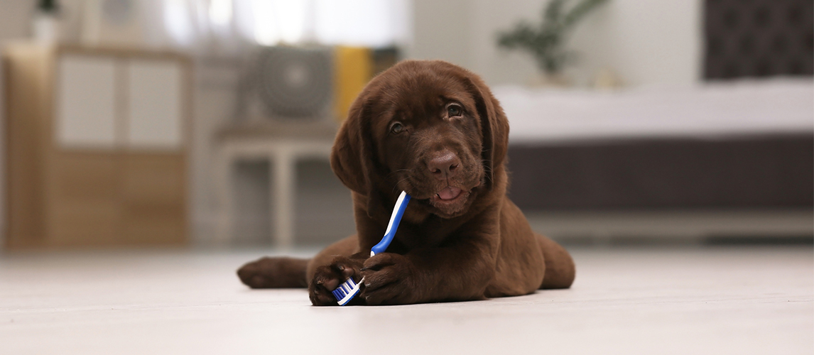 Labrador retriever with toothbrush