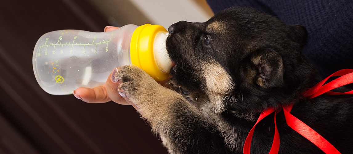 Little puppy eating