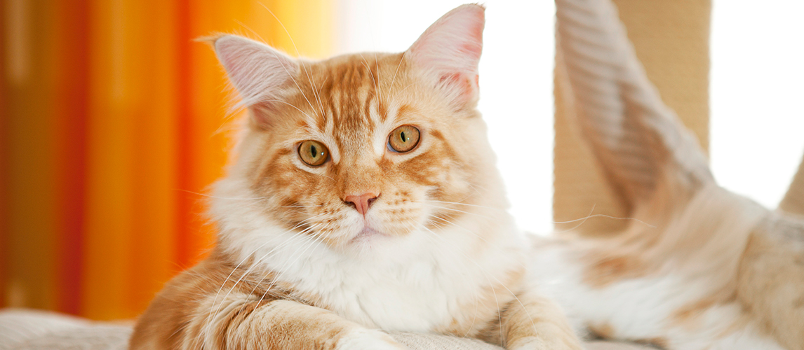 Maine Coon Kitten