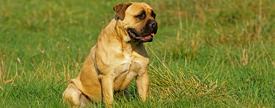 Mastiff