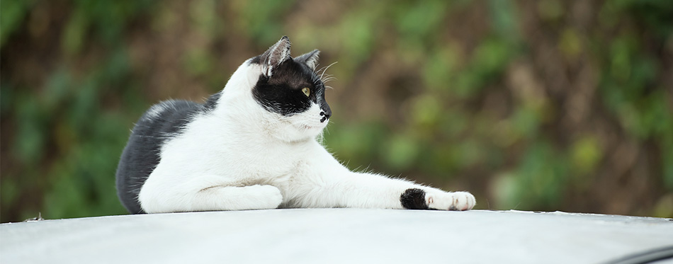 Moggy cat resting