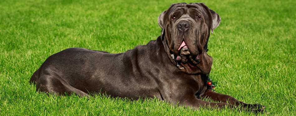 Neapolitan Mastiff