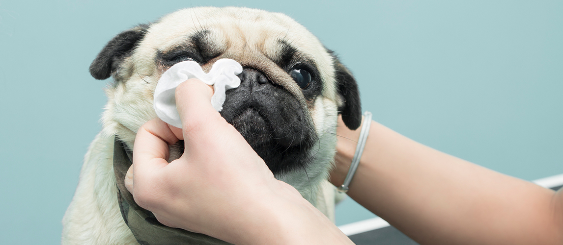 Owner cleaning dog eyes 