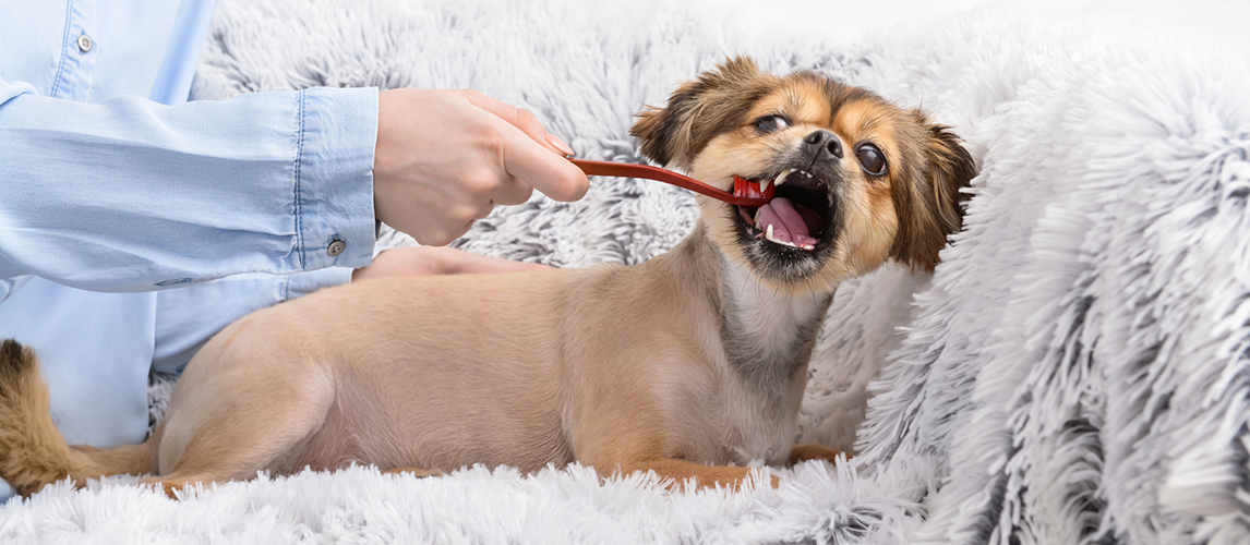 Owner cleaning dog's teeth