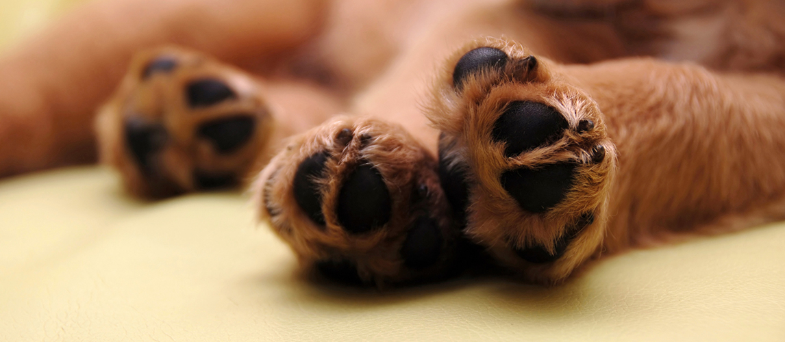 Paws of sleeping puppy