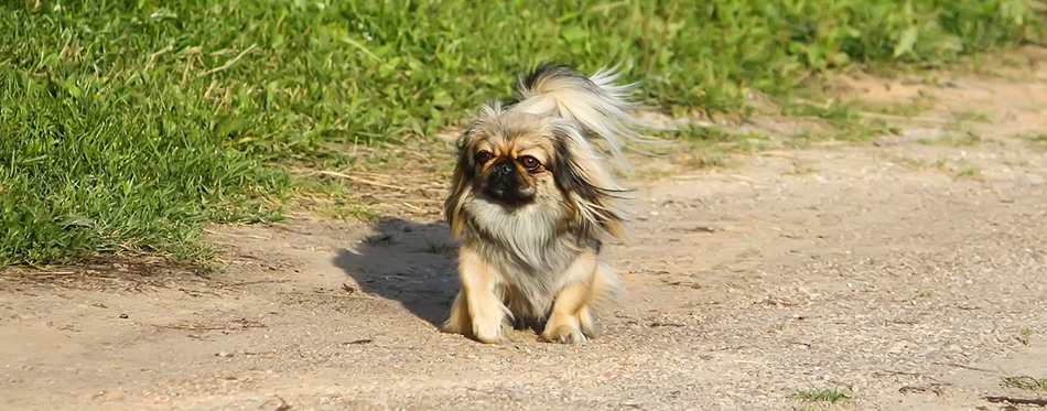 Pekingese