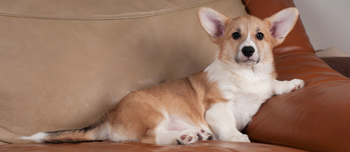 Pembroke Welsh Corgi lying on the couch