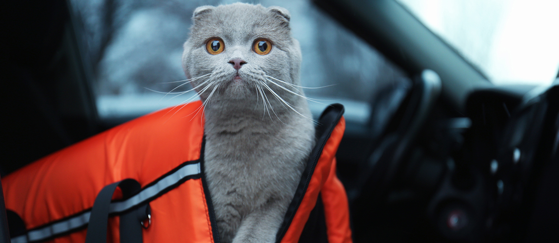 Pet carrier with cat 