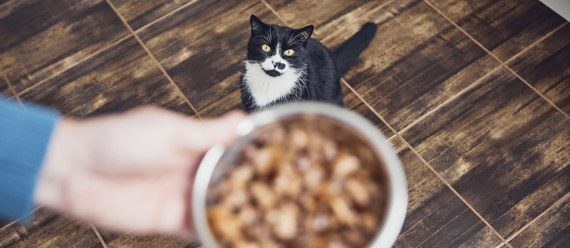 Pet owner holding bowl with feeding for his hungry cat at home k