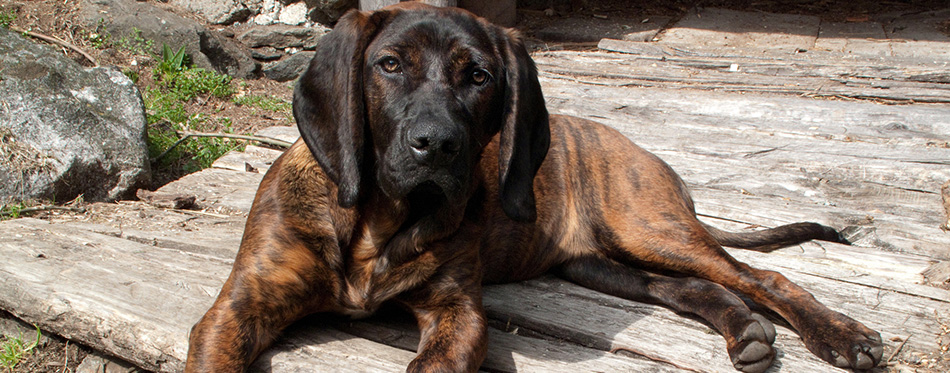 Plott Hound