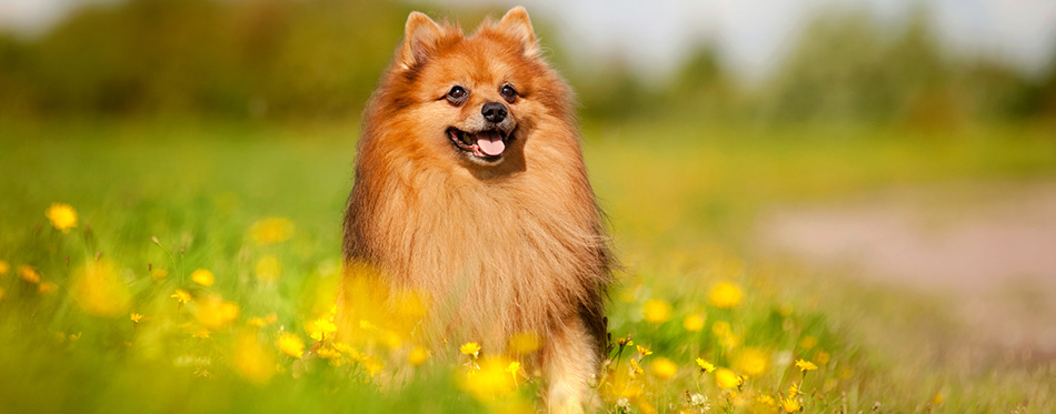 Pomeranian dog