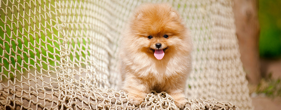 Pomeranian