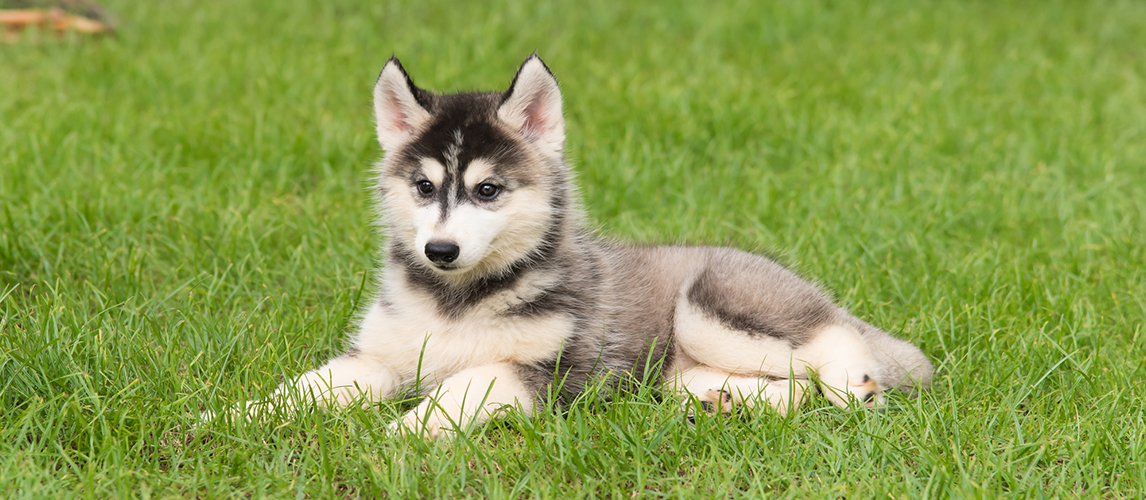 pomeranian husky temperament