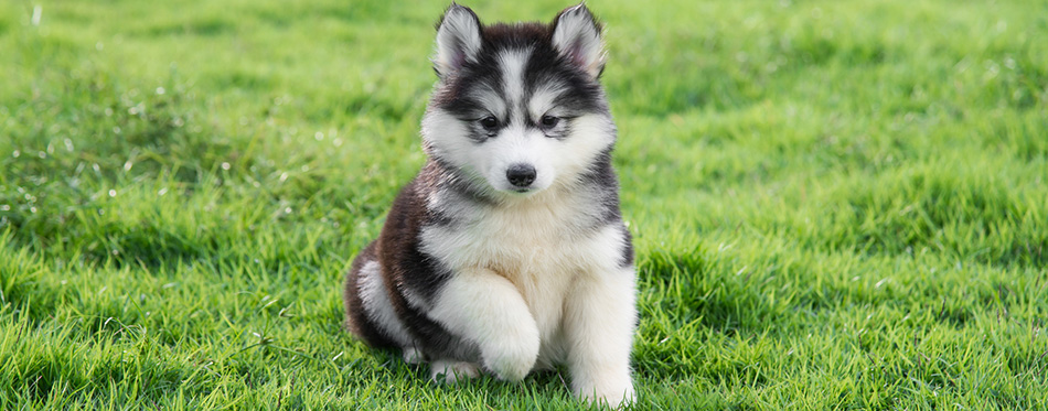 Pomsky dog