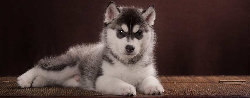 dog breed husky and pomeranian