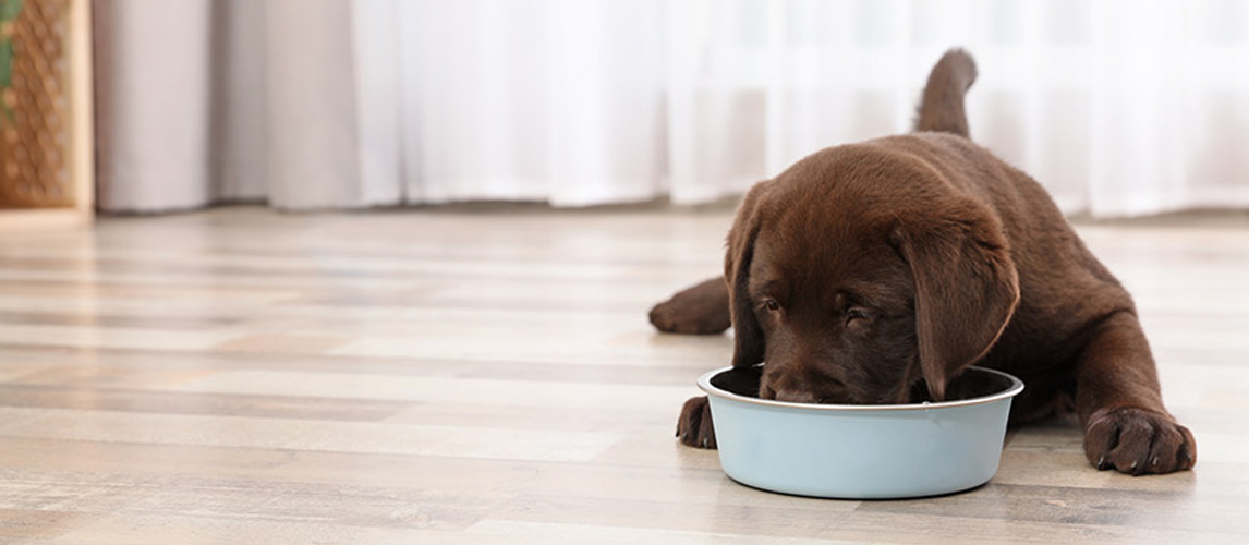 Puppy eating