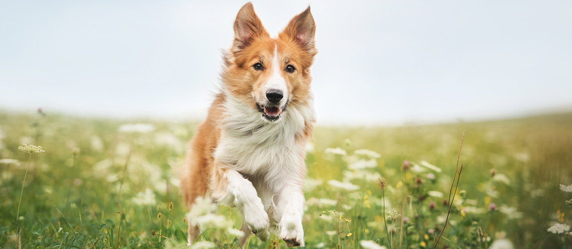 Red border collie dog running in a meadow