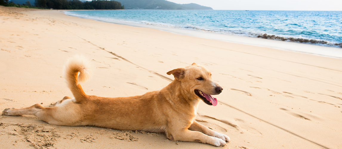 Relaxed dog on tropical beach