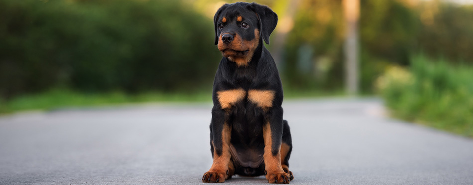 Rottweiler