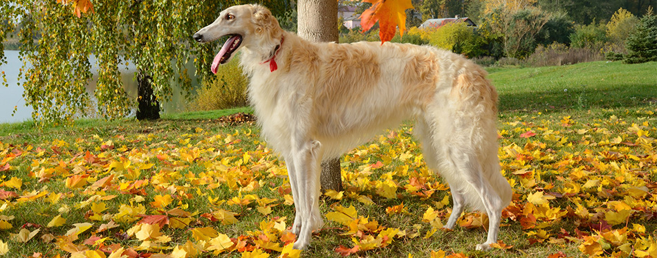 Russian Wolfhound