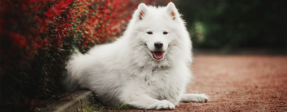 Samoyed