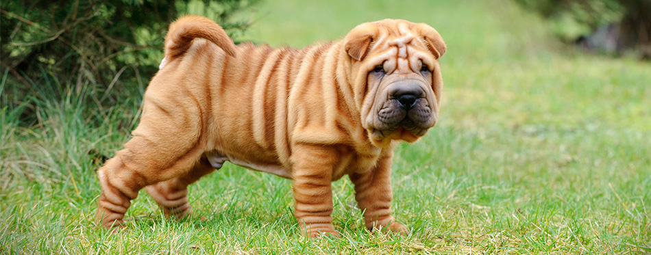 wrinkly dog