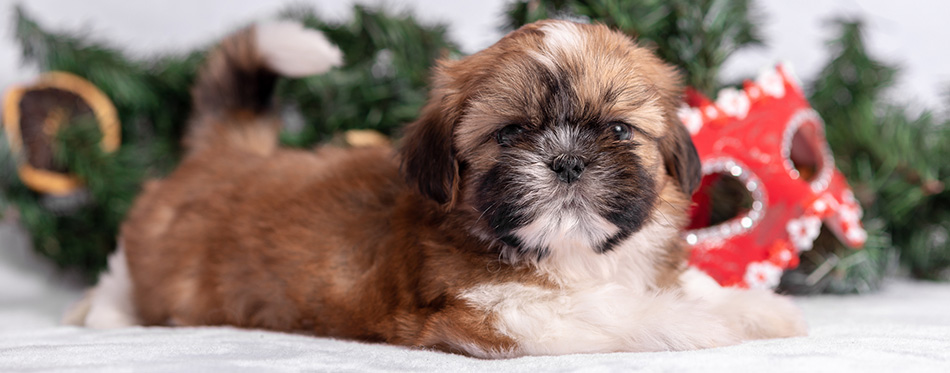 Shih Tzu