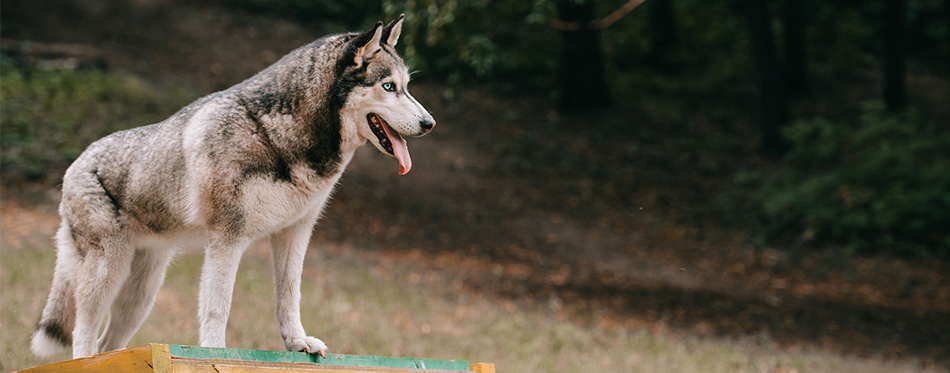 Siberian Husky