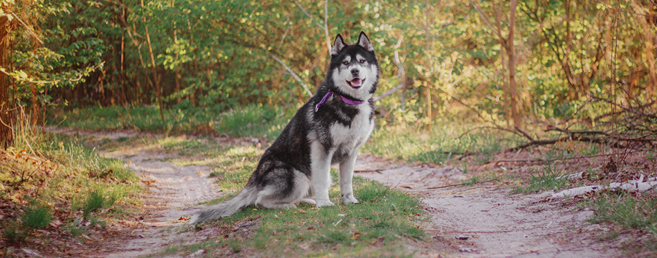 Siberian Husky dog