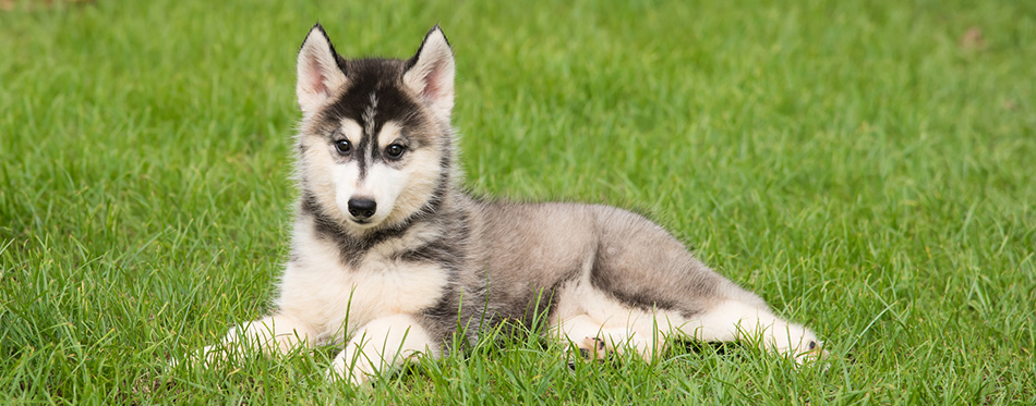 Siberian Husky