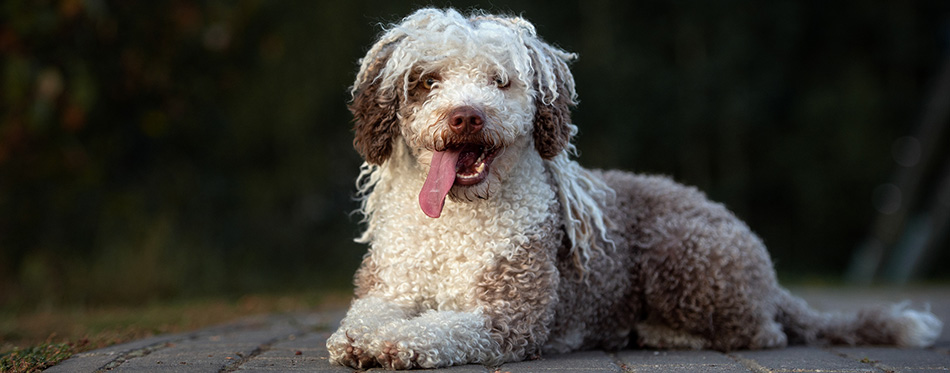 Spanish Water Dog