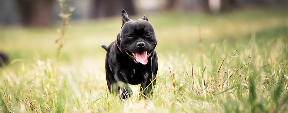 Staffordshire Bull Terrier