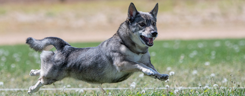 Swedish Vallhund