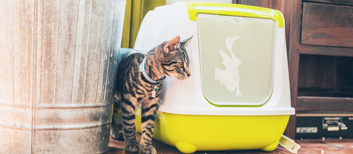 Tabby standing alongside a litter box