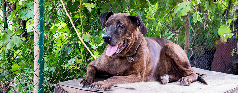 Treeing Tennessee Brindle