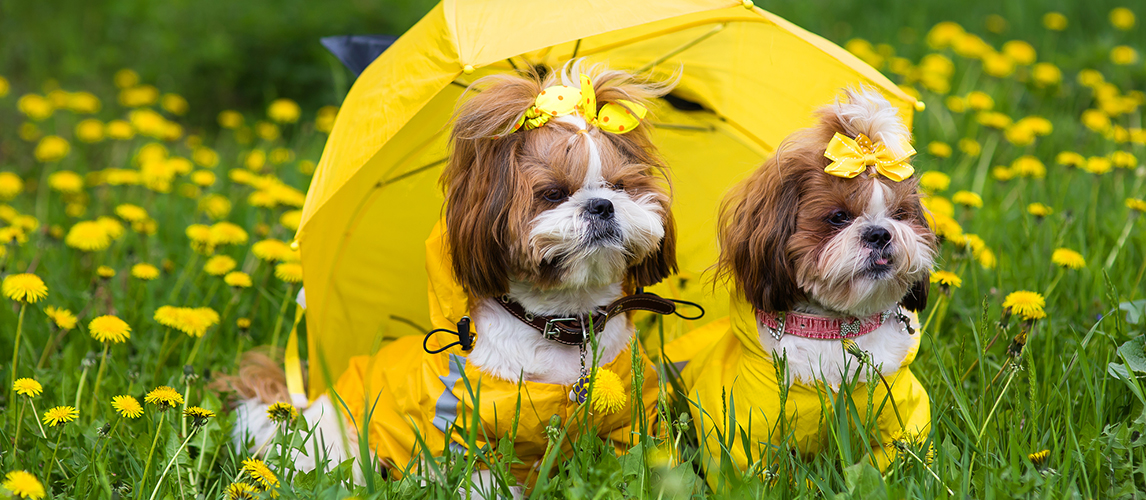 Two dogs with yellow umbrella