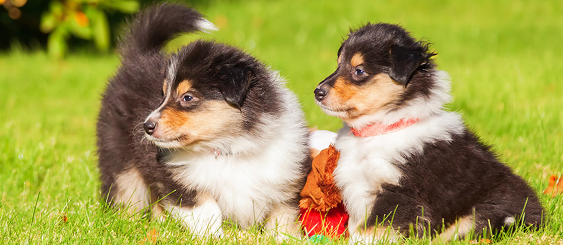 Two puppies