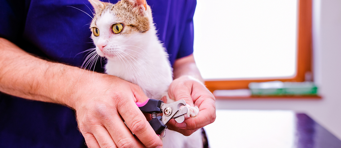 Veterinarian cutting toenails to cute little kitten in veterinar