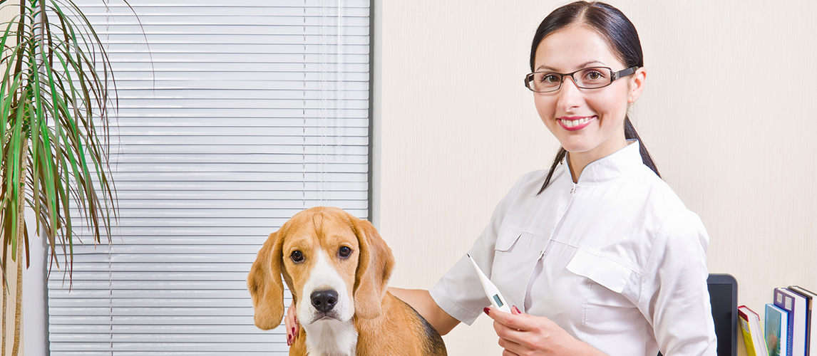 Veterinarian, dog and kitten