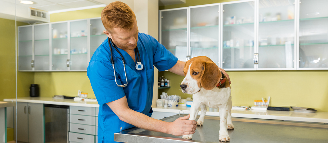 Veterinary examing dog