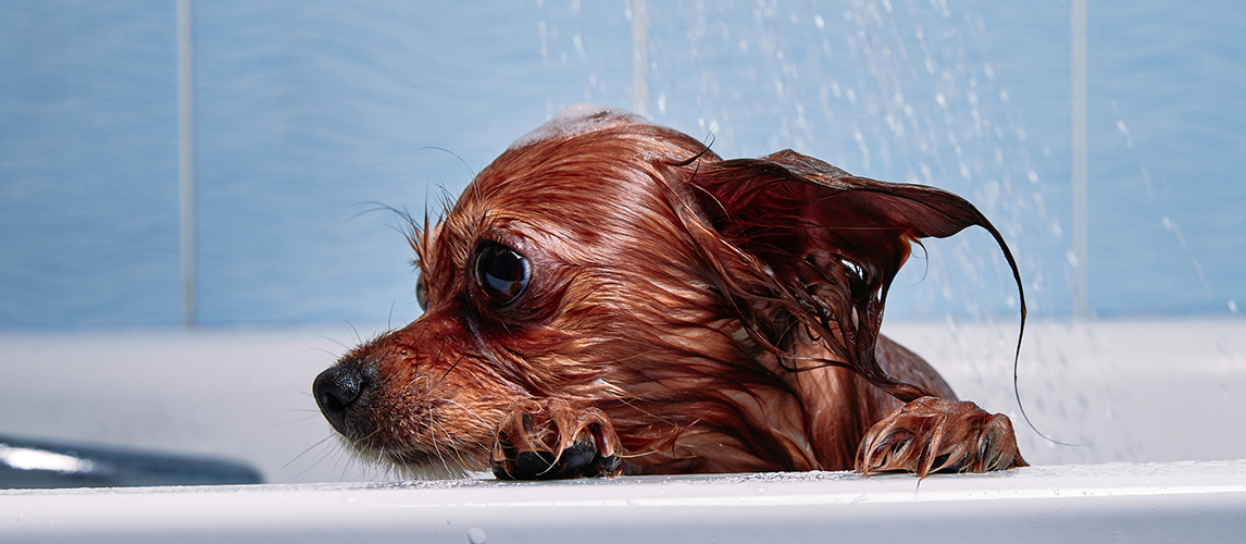 Washing the dog